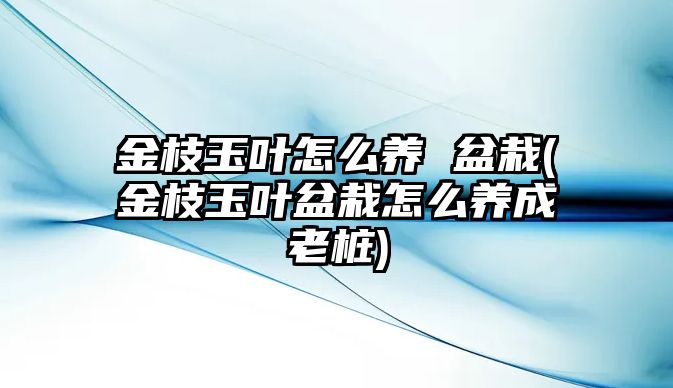 金枝玉葉怎么養(yǎng) 盆栽(金枝玉葉盆栽怎么養(yǎng)成老樁)