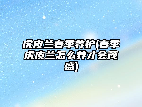 虎皮蘭春季養(yǎng)護(春季虎皮蘭怎么養(yǎng)才會茂盛)