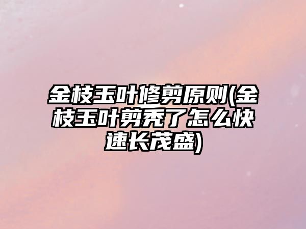 金枝玉葉修剪原則(金枝玉葉剪禿了怎么快速長茂盛)