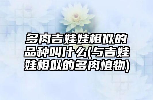 多肉吉娃娃相似的品種叫什么(與吉娃娃相似的多肉植物)