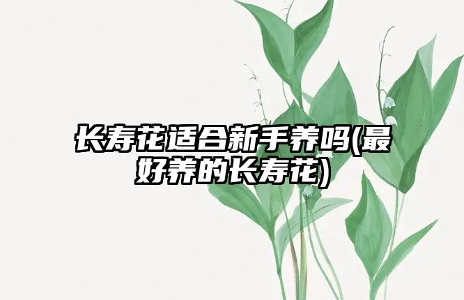 長壽花適合新手養(yǎng)嗎(最好養(yǎng)的長壽花)