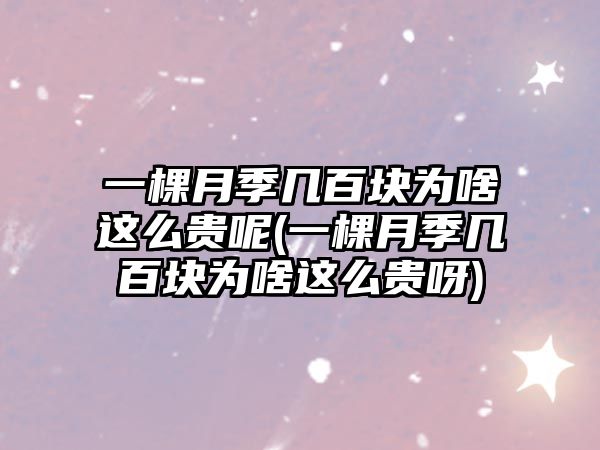 一棵月季幾百塊為啥這么貴呢(一棵月季幾百塊為啥這么貴呀)