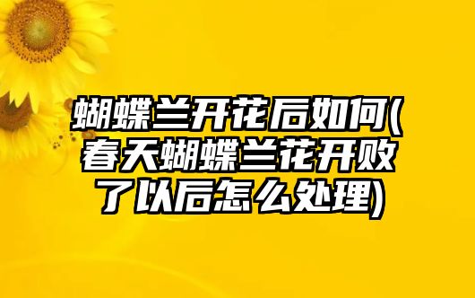 蝴蝶蘭開花后如何(春天蝴蝶蘭花開敗了以后怎么處理)