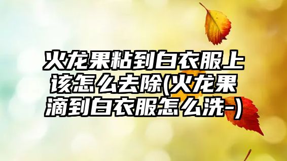 火龍果粘到白衣服上該怎么去除(火龍果滴到白衣服怎么洗-)